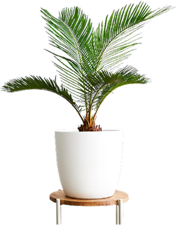 Sago palm in a white pot