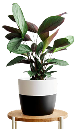 Calathea plant in a black and white pot